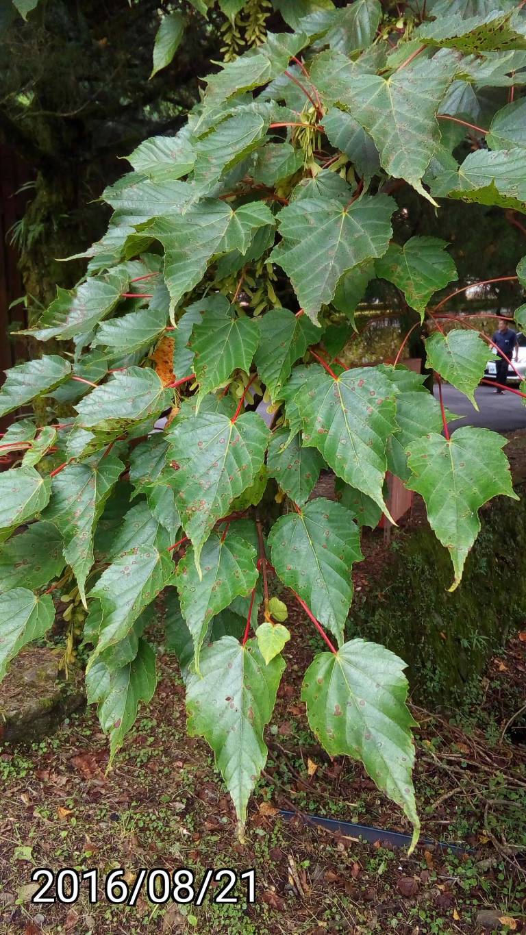 台灣紅榨槭 Acer morrisonense, Acer rubescens